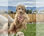 Small Photo #25 Poodle (Standard) Puppy For Sale in GARDNERVILLE, NV, USA