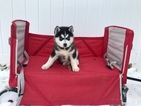 Small Photo #3 Siberian Husky Puppy For Sale in MILLERSBURG, IN, USA