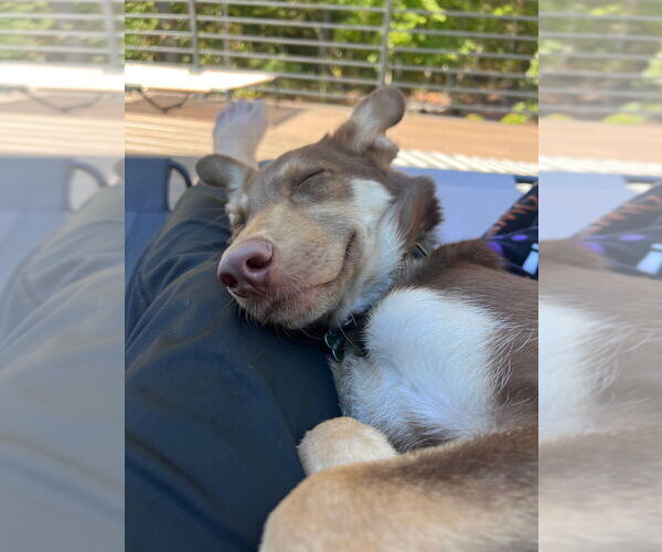 Medium Photo #3 Carolina Dog-German Shepherd Dog Mix Puppy For Sale in Raleigh, NC, USA