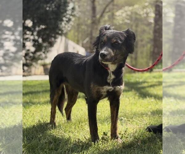 Medium Photo #1 Australian Shepherd-Unknown Mix Puppy For Sale in Yardley, PA, USA