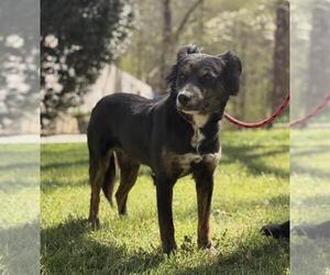 Australian Shepherd-Unknown Mix Dogs for adoption in Yardley, PA, USA