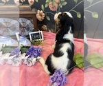 Small #4 Cavalier King Charles Spaniel