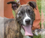 Small #2 Boxer-Bull Terrier Mix