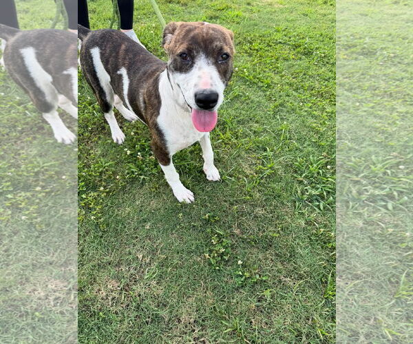 Medium Photo #4 German Shorthaired Pointer-Unknown Mix Puppy For Sale in Houston, TX, USA