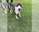 Small #3 German Shorthaired Pointer Mix