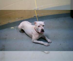 American Pit Bull Terrier-Unknown Mix Dogs for adoption in Tulsa, OK, USA