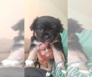 Mal-Shi-Morkie Mix Puppy for sale in CONYERS, GA, USA