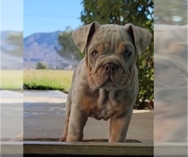 Medium Photo #15 English Bulldog Puppy For Sale in HESPERIA, CA, USA