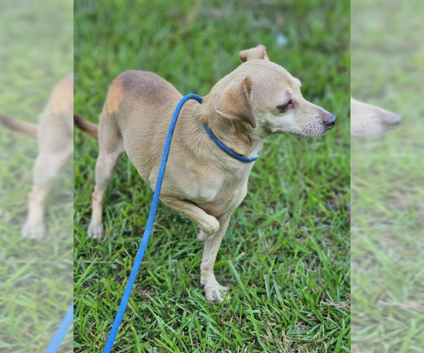 Medium Photo #4 Chihuahua-Unknown Mix Puppy For Sale in Cranston, RI, USA