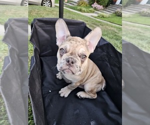 French Bulldog Puppy for sale in WOODBRIDGE, VA, USA