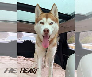 Siberian Husky Dogs for adoption in Severn, MD, USA