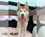 Small Siberian Husky