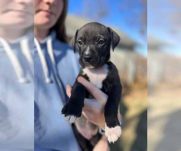 Medium Photo #4 Mutt Puppy For Sale in OKLAHOMA CITY, OK, USA