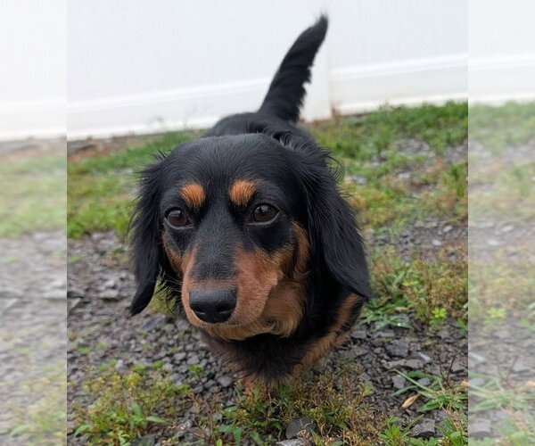 Medium Photo #1 Dachshund Puppy For Sale in Shelbyville, TN, USA