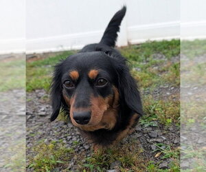 Dachshund Dogs for adoption in Shelbyville, TN, USA