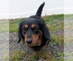 Small Dachshund
