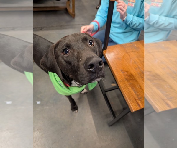 Medium Photo #4 Labrador Retriever-Unknown Mix Puppy For Sale in Holly Springs, NC, USA
