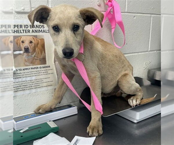 Medium Photo #1 Labrador Retriever-Unknown Mix Puppy For Sale in San Bernardino, CA, USA