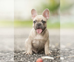 Small Photo #8 French Bulldog Puppy For Sale in LOX, FL, USA