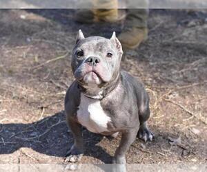 Mutt Dogs for adoption in Brewster, NY, USA