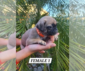 Pug Puppy for sale in TAMPA, FL, USA