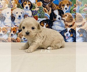 Maltipoo Puppy for sale in WINNSBORO, LA, USA