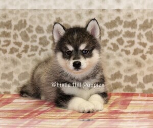 Pomsky Puppy for sale in DENVER, PA, USA
