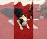 Small Photo #3 Boston Terrier Puppy For Sale in BRKN ARW, OK, USA