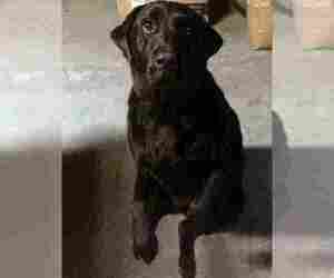 Labrador Retriever Dogs for adoption in BUFFALO, NY, USA