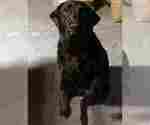 Small Photo #1 Labrador Retriever Puppy For Sale in BUFFALO, NY, USA
