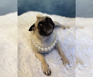 Mother of the Pug puppies born on 09/30/2025