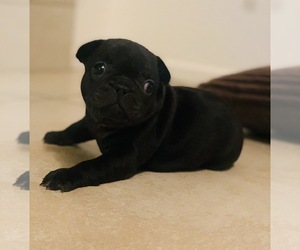 French Bulldog Puppy for sale in LAS VEGAS, NV, USA
