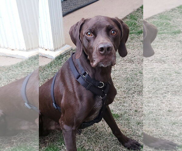 Medium Photo #2 German Shorthaired Pointer Puppy For Sale in Newfoundland, PA, USA