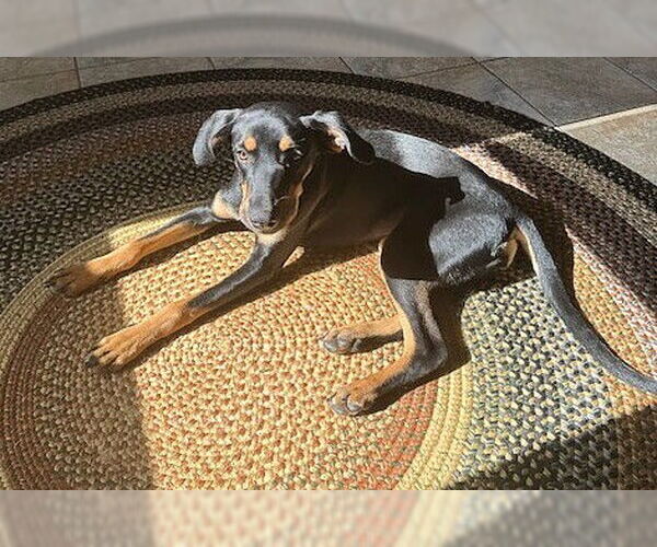 Medium Photo #5 Mutt Puppy For Sale in Genesee, WI, USA