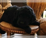 Small Photo #6 Goldendoodle Puppy For Sale in WHITE CLOUD, MI, USA