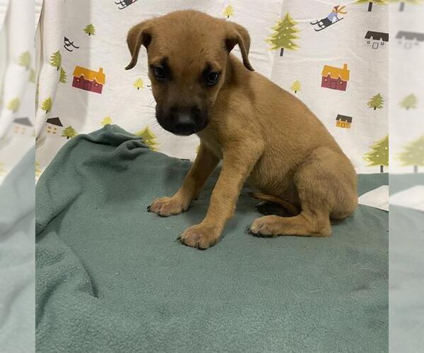 Medium Photo #1 German Shepherd Dog Puppy For Sale in Modesto, CA, USA