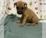 Small German Shepherd Dog
