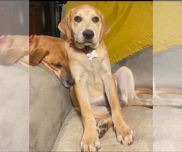 Medium Photo #17 Retriever -Unknown Mix Puppy For Sale in Holly Springs, NC, USA