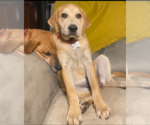 Small Photo #17 Retriever -Unknown Mix Puppy For Sale in Holly Springs, NC, USA