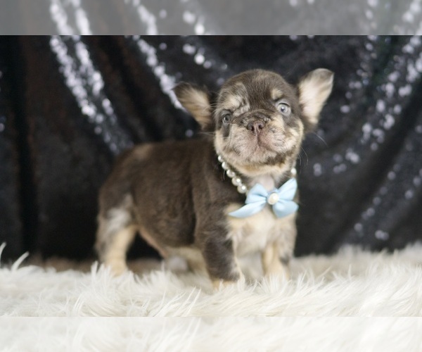 Medium Photo #1 French Bulldog Puppy For Sale in WARSAW, IN, USA