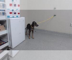 American Pit Bull Terrier-Unknown Mix Dogs for adoption in Pasadena, TX, USA