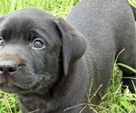 Small Photo #21 Labrador Retriever Puppy For Sale in SPOTSYLVANIA, VA, USA