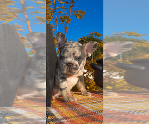 French Bulldog Puppy for Sale in TRACY, California USA