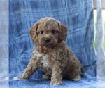 Small #3 Cavapoo