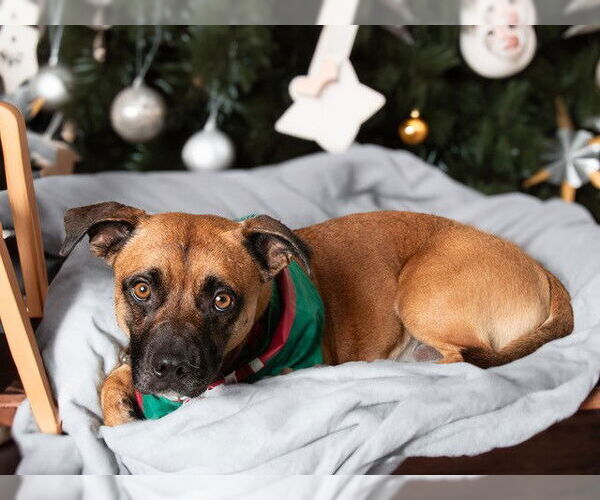 Medium Photo #1 Boxer-Dachshund Mix Puppy For Sale in San Andreas, CA, USA