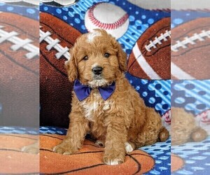 Goldendoodle (Miniature) Puppy for sale in OXFORD, PA, USA