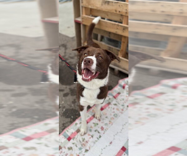 Medium Photo #3 German Shorthaired Lab Puppy For Sale in Great Bend, KS, USA