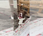Small #2 German Shorthaired Lab