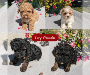 Poodle (Toy) Litter for sale in GOSHEN, IN, USA