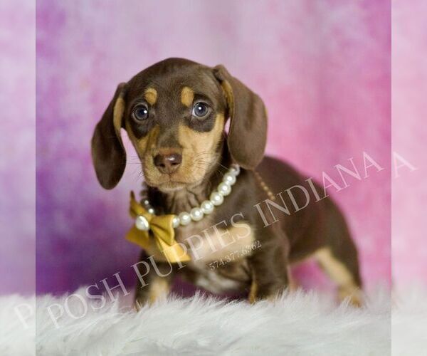 Medium Photo #1 Dachshund Puppy For Sale in WARSAW, IN, USA